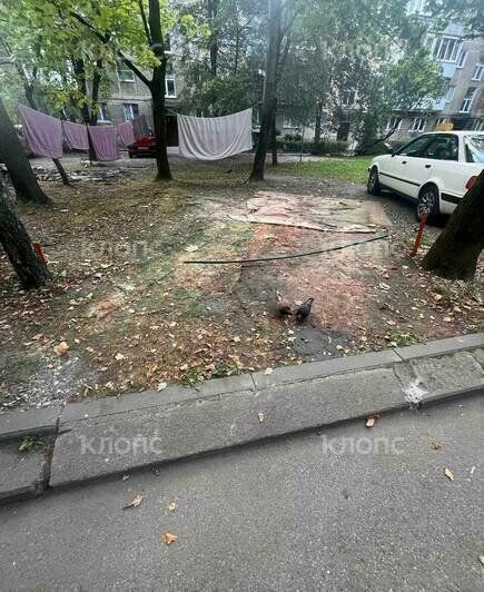 В Калининграде найдена застеленная коврами парковка: жители забронировали себе места на газоне (фото) - Новости Калининграда | Фото: «Клопс»