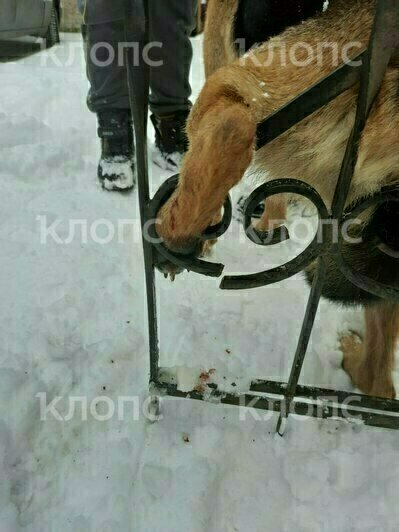 На улице Можайской спасли собаку, застрявшую лапой в заборе (фото)   - Новости Калининграда | Фото: очевидец