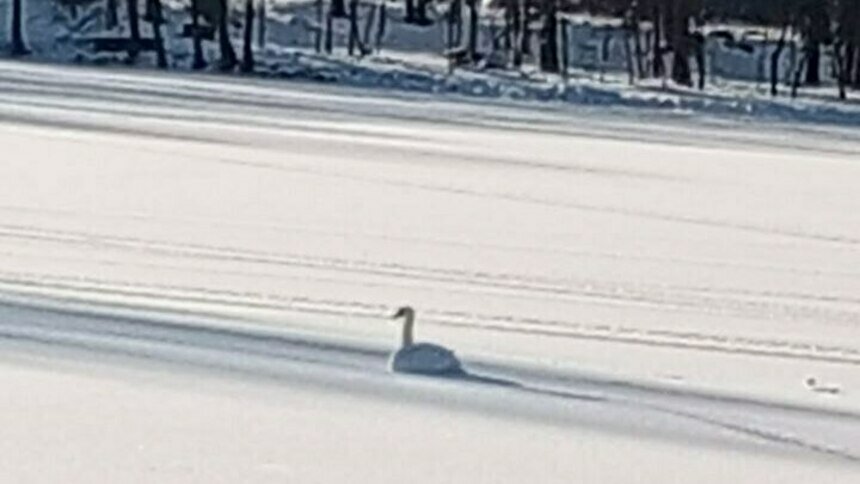 В Южном парке Калининграда лебедь вмёрз в лёд (фото) - Новости Калининграда | Фото очевидцев