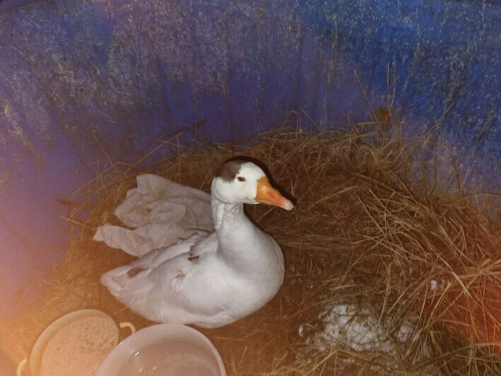 Лебеди и гусь, которых спасли волонтёры  | Фото предоставила Юлия Садовская