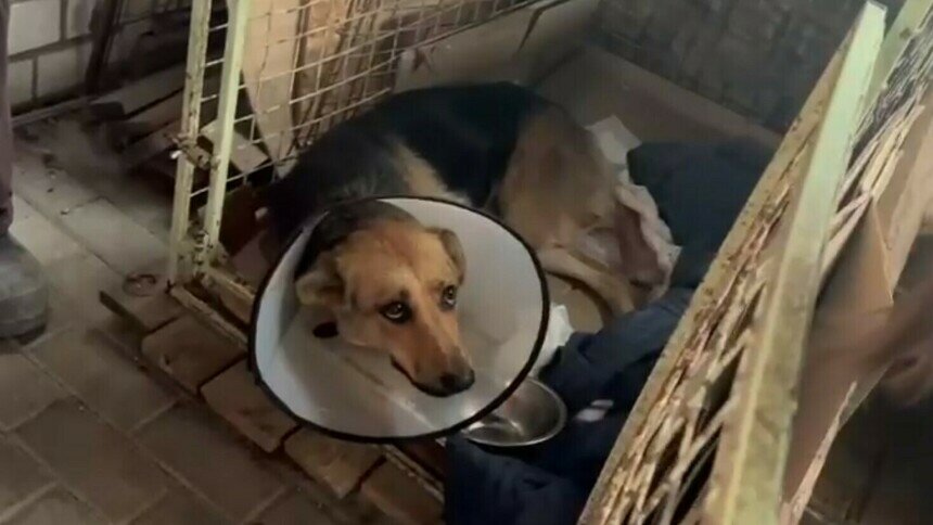 Пострадавший в СНТ «Утро» пёс | Фото: скриншот видео УМВД России по Калининградской области 