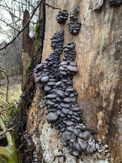 Январские грибы: что собирают в калининградских лесах прямо сейчас (фото) - Новости Калининграда | Фото: Виктория Лапутина