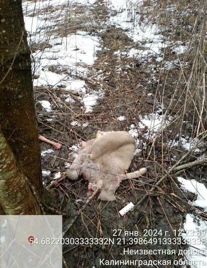 С начала января браконьеры убили 5 европейских косуль и лося в лесах Калининградской области  - Новости Калининграда | Фото: Минприроды Калининградской области