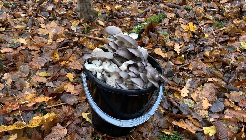 Январские грибы: что собирают в калининградских лесах прямо сейчас (фото) - Новости Калининграда | Фото: Виктория Лапутина