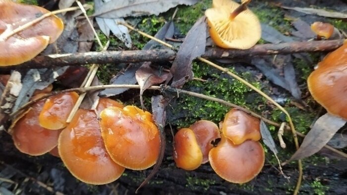 Январские грибы: что собирают в калининградских лесах прямо сейчас (фото) - Новости Калининграда | Наталья Сергеева