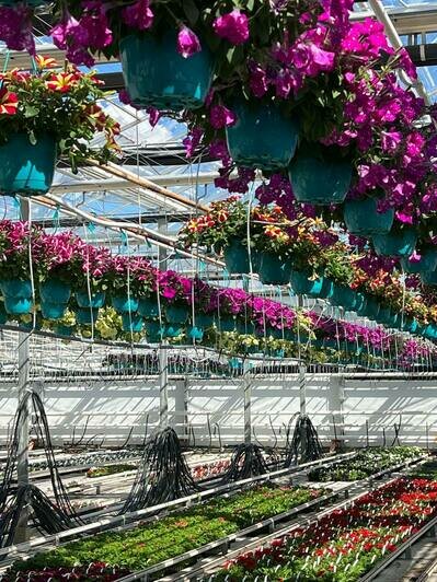 В Калининграде открывается оптово-розничная база цветов «Калинково» - Новости Калининграда | Фото предоставлены компанией
