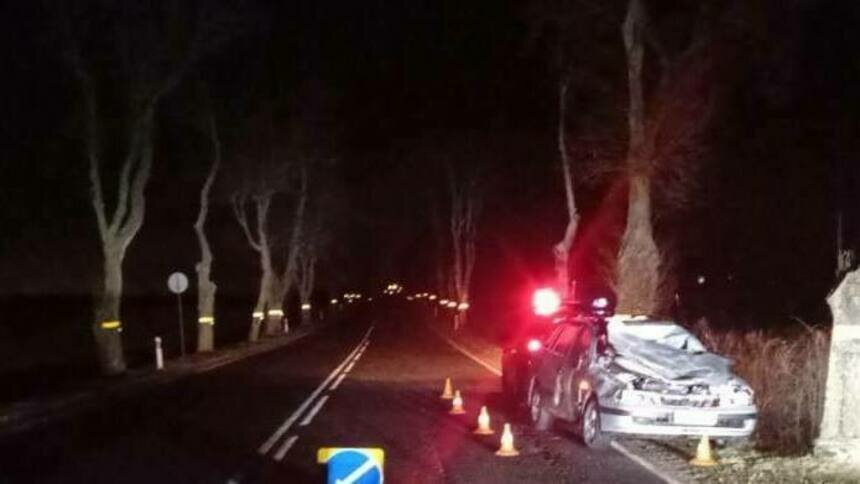 В лесу под Мамоново лось выскочил на дорогу, помял легковушку и скрылся ...