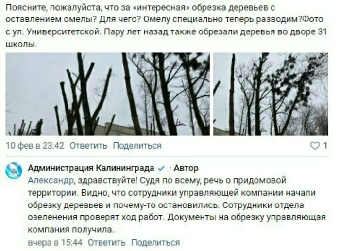 В мэрии пообещали разобраться с деревьями в центре Калининграда, которым обрезали ветки, но оставили омелу  - Новости Калининграда | Скриншот страницы во «Вконтакте»