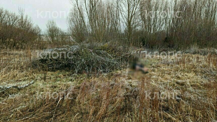 В поле в Славском районе электрики нашли тело мужчины (фото)    - Новости Калининграда | Фото: очевидец