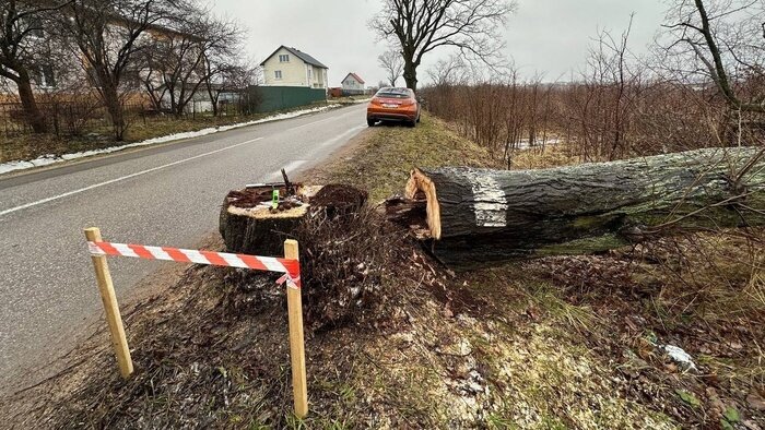 Спиленное дерево около ремонтируемого участка дороги между Голубево и Мамоновским шоссе | Фото: Ника Самошко 