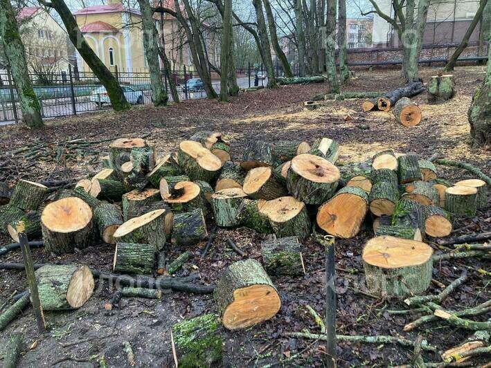 В Центральном парке вырубают деревья (фото)   - Новости Калининграда | Фото: очевидец