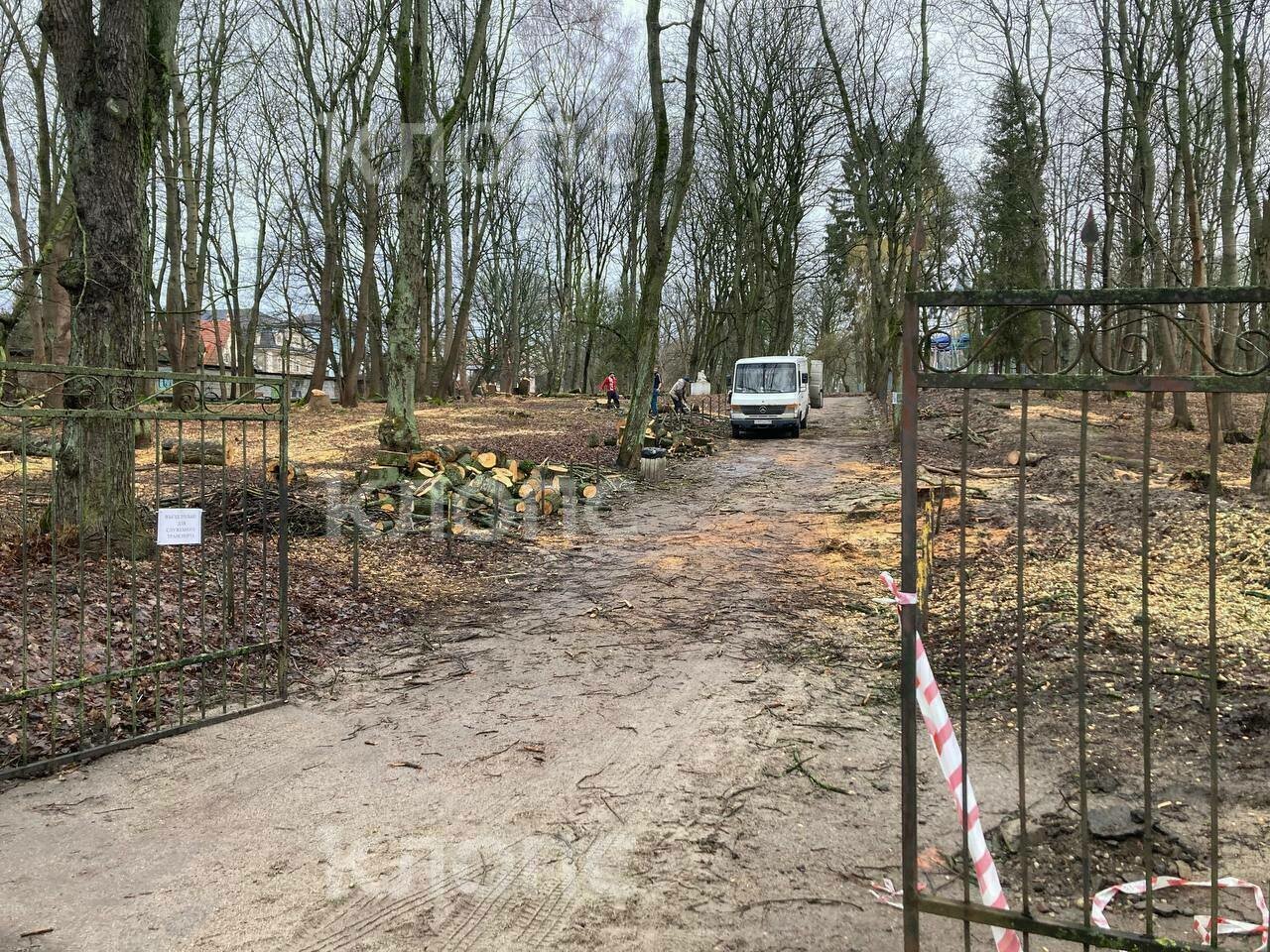 В Центральном парке вырубают деревья (фото) - Новости Калининграда