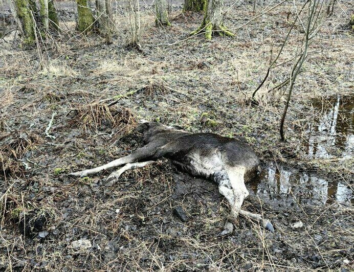 На Куршской косе легковушка сбила лося, животное не выжило - Новости Калининграда | Фото: пресс-служба национального парка «Куршская коса»