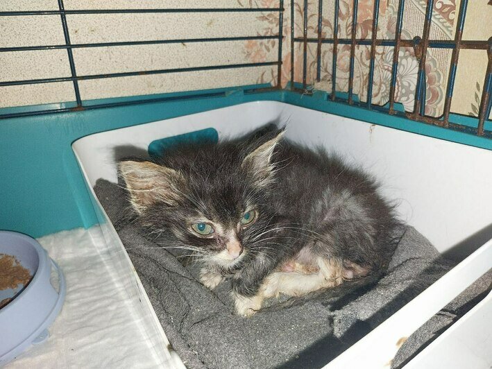 Кот сломал лапу. Кот сломал лапу. Кот сломал лапу. Кот сломал лапу. Лангетка на лапу кошке.