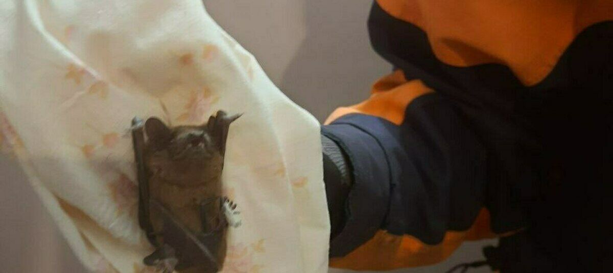 Нильский крылан. Карликовый крылан. Домашние летучие мыши. Нильский крылан. Превращается в летучую мышь.