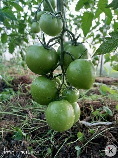 Рассада и помидоры, которые вырастила Ольга  | Фото предоставила Ольга Приходько 