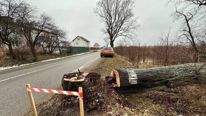 Вырубленные деревья вдоль дороги от посёлка Голубево до Мамоновского шоссе  | Фото предоставила Ника Самошко 