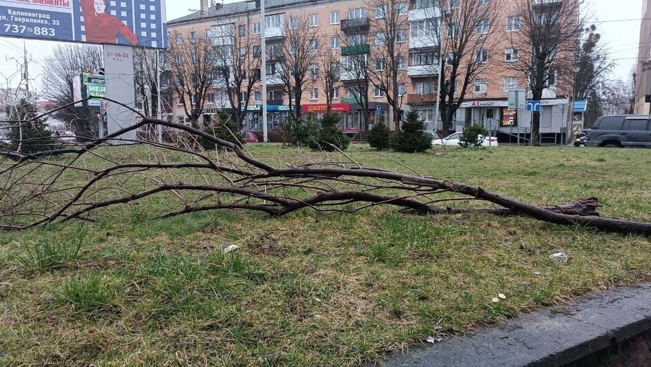 На Нарвской установили новые мусорки взамен тех, что портили жизнь всей округе (фото) - Новости Калининграда | Фото: страница Елены Дятловой во «ВКонтакте»