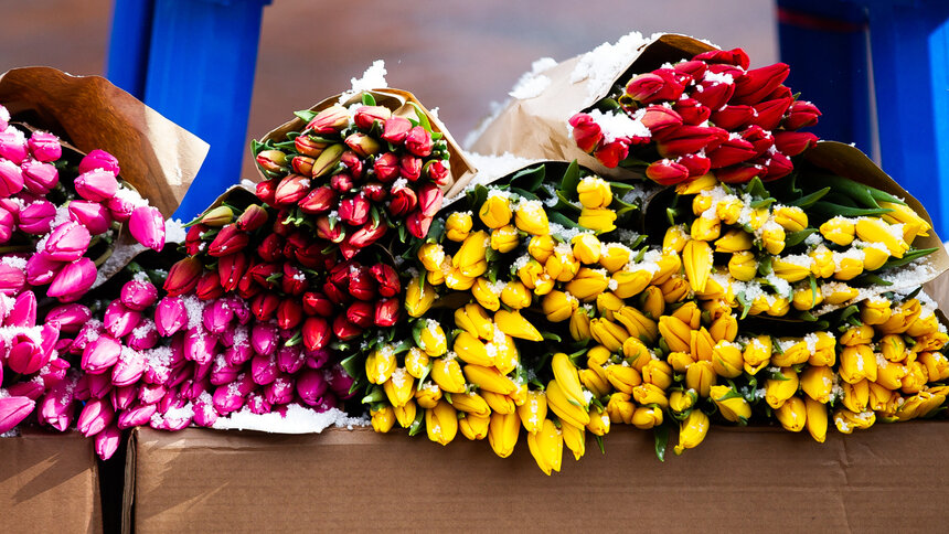 Цены на цветы к 8 марта вырастут на 20% - Новости Калининграда | Фото: Александр Подгорчук / Архив «Клопс»