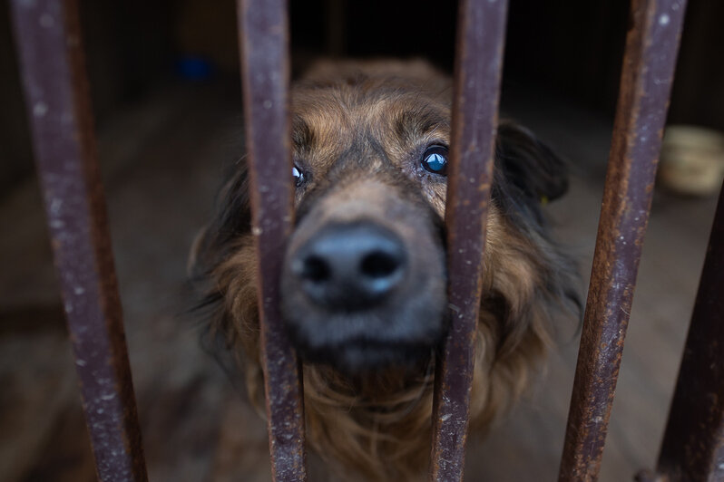 Собакам нужна помощь  | Фото: Александр Подгорчук / «Клопс»