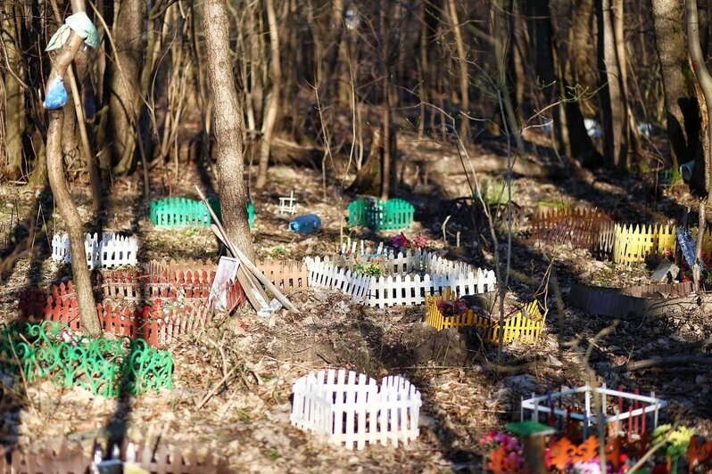 Не одна сотня могил: на Сельме образовалось стихийное кладбище домашних животных (фоторепортаж)   - Новости Калининграда
