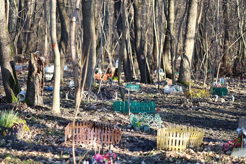 Не одна сотня могил: на Сельме образовалось стихийное кладбище домашних животных (фоторепортаж)   - Новости Калининграда