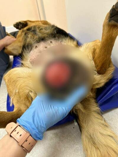 Собаке провели первую операцию по стерилизации, вторым этапом нужно удалять опухоль   | Фото: Зоя Шумилова 