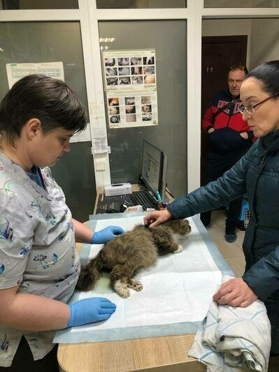 Когда врачи осматривали раненую кошку, она мурлыкала и тёрлась об руки | Фото: Анна Брылевская 