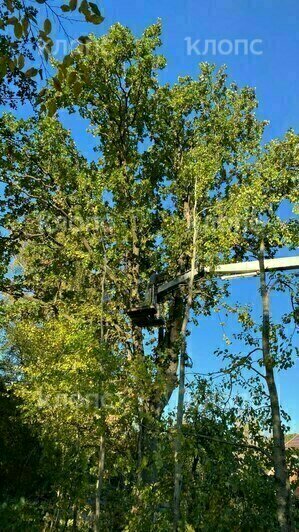 Вырубка деревьев на Дубовой аллеи в Светлогорске  | Фото: Александра