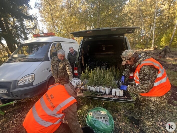 Все в одну грядку: в Чкаловске высадили 300 елей (фоторепортаж) - Новости Калининграда | Фото: «Клопс»