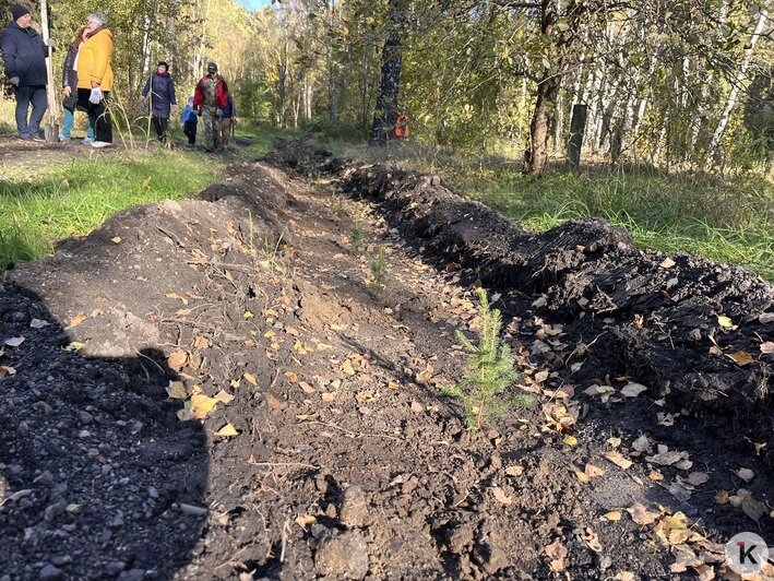 Все в одну грядку: в Чкаловске высадили 300 елей (фоторепортаж) - Новости Калининграда | Фото: «Клопс»