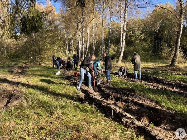 Все в одну грядку: в Чкаловске высадили 300 елей (фоторепортаж) - Новости Калининграда | Фото: «Клопс»