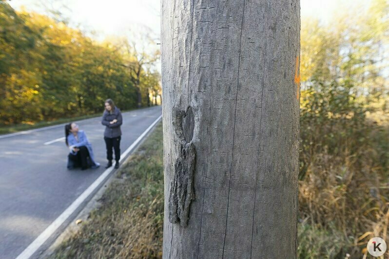 Калининград фото дорог Умирающие стоя: почему погибают деревья на трассе Калининград - Янтарный и можно