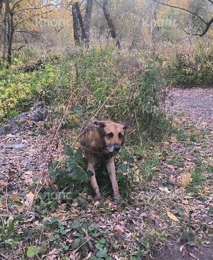 Скалился и не давал подойти: в Немане местный житель спас пса, который провалился в колодец (фото, видео)   - Новости Калининграда | Фото: Михаил Корзанов