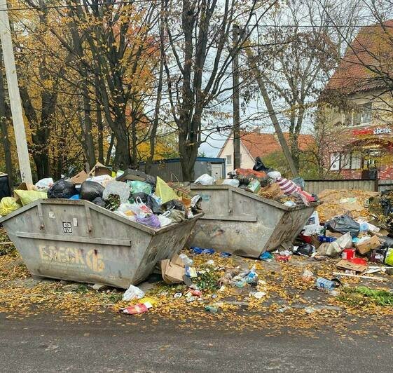 В мусоре ковыряются не только крысы, но и дети: калининградцы вновь недовольны, что контейнеры в их дворах переполнены (фото)   - Новости Калининграда | Фото: Андрей