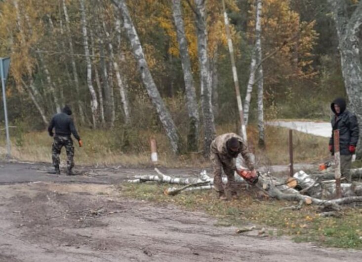 За ночь штормовой ветер повалил несколько деревьев на Куршской косе, часть из них перегородили дорогу (фото, видео) - Новости Калининграда | Фото: телеграм-канал «Куршская коса» 