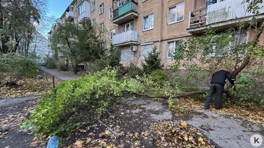 16 деревьев упало, отключали электричество: Дятлова рассказала, что натворил за сутки шторм в Калининграде - Новости Калининграда | Фото: Александр Подгорчук / «Клопс»