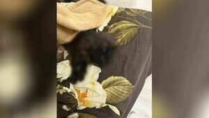 14-летняя калининградка жестоко убила соседскую кошку и отправила видео расправы безутешным хозяевам (фото, видео) 