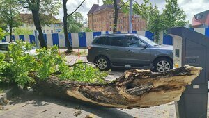 Семье калининградки, попавшей в реанимацию после падения каштана, собрали более 400 тысяч рублей на лечение девушки