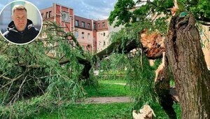 Падающие деревья в Калининграде: убийцы или жертвы   