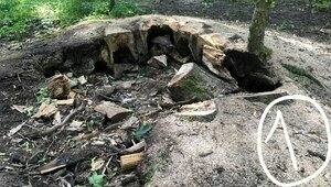 Калининградские садоводы рассказали, как превратить трухлявый пень в симпатичный цветник (фото)
