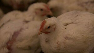 Российские учёные придумали средство для заживления ран из птичьих эмбрионов