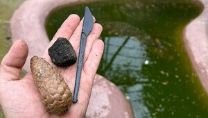 Самодельный трезубец, нож, шишка и камень: в Калининградском зоопарке показали утренний улов в вольере крокодилов