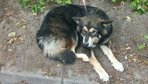 На Донского в Калининграде собаку привязали к забору и оставили на целый день (фото, видео)