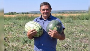«Хвостик должен быть сухим»: восемь мифов о том, как выбрать сладкий арбуз