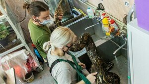 «Масштаб самоотверженности»: в Калининградском зоопарке в День змеи показали купание питона Жужи (фото)