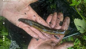 В московском парке нашли рыбу, которую последний раз видели в реках в середине прошлого века 