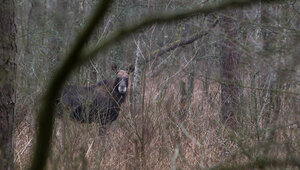 В Калининграде лось устроил заплыв в парке для вейкбординга (видео)