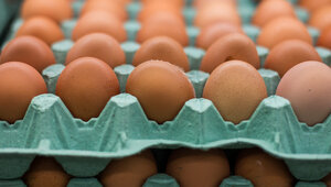 Кризис перепроизводства: цены на яйца в России обвалились на четверть — эксперты