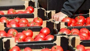 В Калининград на турецких помидорах прибыл вирус пятнистого увядания томатов